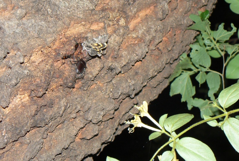 団地前のクヌギ_コクワガタ､キシタバ_ヨツボシケシキスイ 2021年5月13日19時5分頃 気温17度
